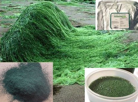 Spirulina