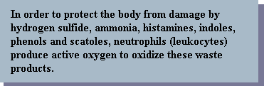 hydrogen sulfide, ammonia, histamines, indoles, phenols and scatoles, neutrophils (leukocytes)