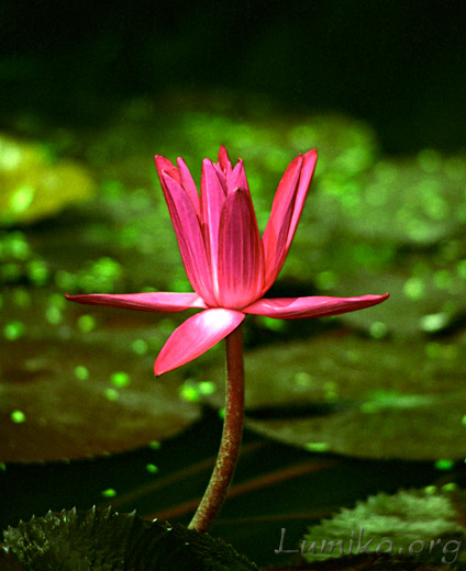 lotus flower